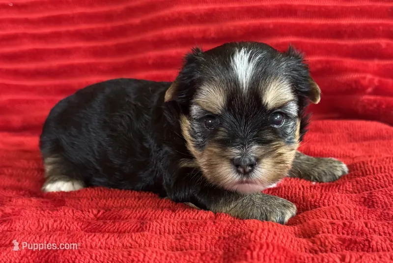 Stormy – Yorkshire Terrier puppy for sale in Fletcher, OK