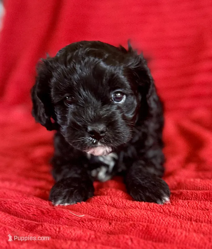 Mags – Cavapoo puppy for sale in Fletcher, OK