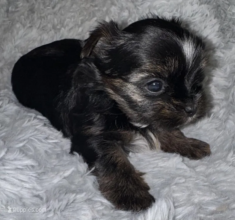 Hank – Yorkshire Terrier puppy for sale in Fletcher, OK