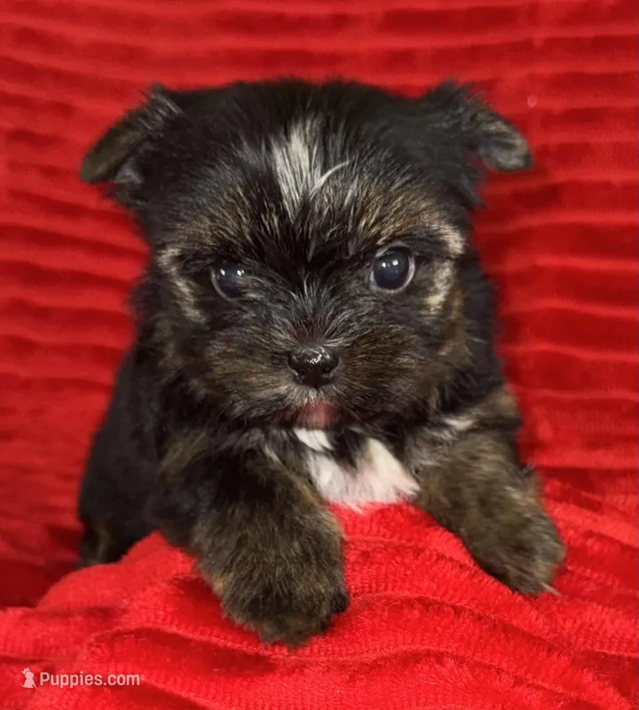 Hank – Yorkshire Terrier puppy for sale in Fletcher, OK