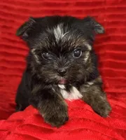 Hank, a male Yorkshire Terrier for sale in Fletcher, OK – Photo 1 of 2