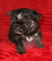 Hank, a male Yorkshire Terrier for sale in Fletcher, OK – Photo 2 of 2