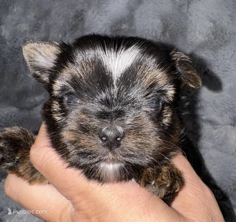 Hank – Yorkshire Terrier puppy for sale in Fletcher, OK