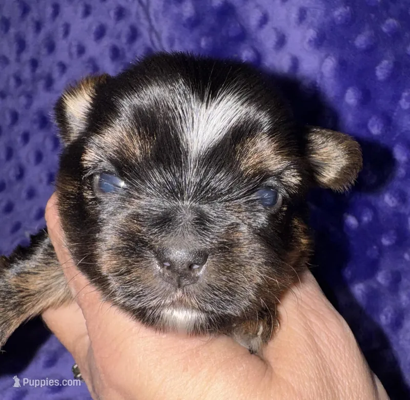 Hank – Yorkshire Terrier puppy for sale in Fletcher, OK