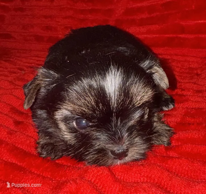 Hank – Yorkshire Terrier puppy for sale in Fletcher, OK