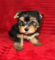 Milo, a male Yorkshire Terrier for sale in Fletcher, OK – 2 of 3