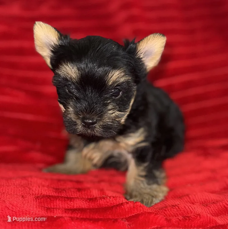 Hallie – Yorkshire Terrier puppy for sale in Fletcher, OK