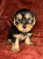 Sid, a male Yorkshire Terrier for sale in Fletcher, OK – 4 of 4