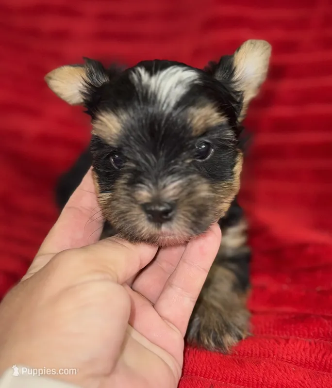 Dot – Yorkshire Terrier puppy for sale in Fletcher, OK