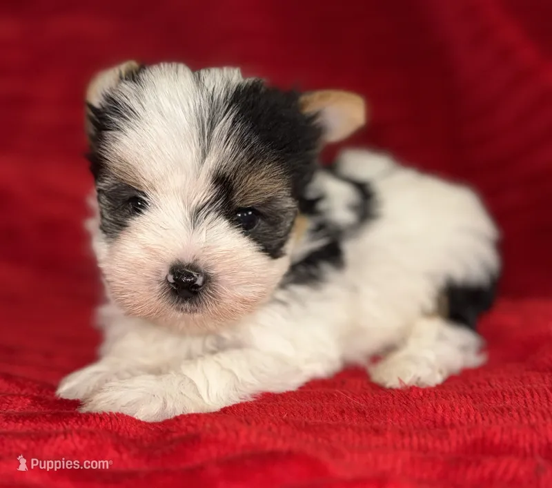 Hugo – Yorkshire Terrier puppy for sale in Fletcher, OK