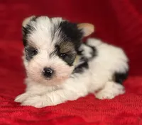 Hugo, a male Yorkshire Terrier for sale in Fletcher, OK – 1 of 3