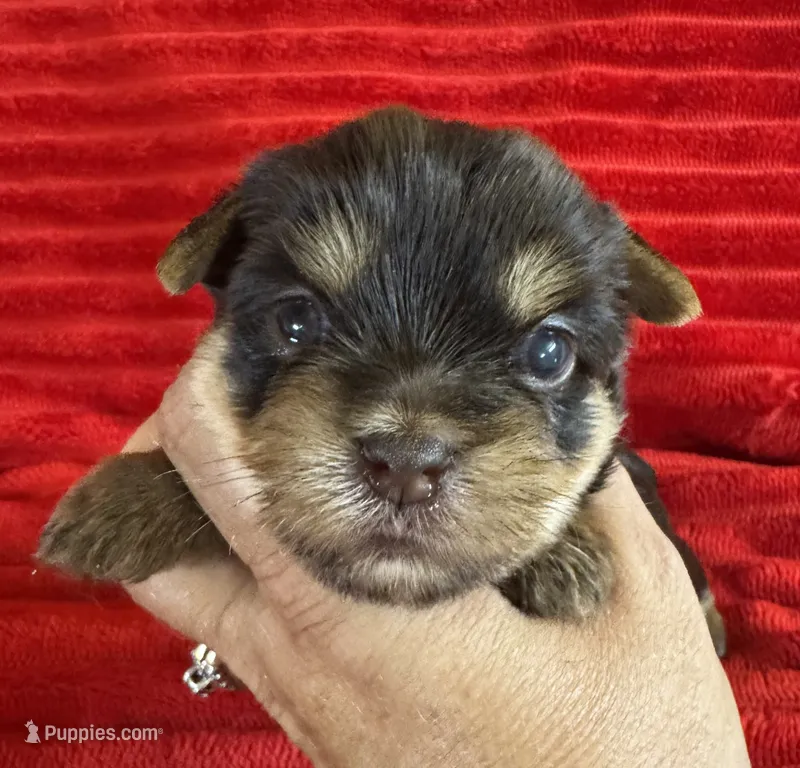 Cookie – Yorkshire Terrier puppy for sale in Fletcher, OK