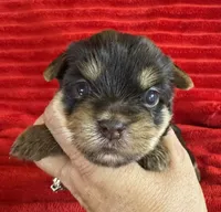 Cookie, a female Yorkshire Terrier for sale in Fletcher, OK – 1 of 1