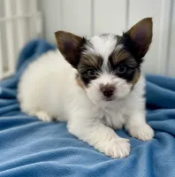 Aries, a male Yorkshire Terrier for sale in Fletcher, OK – 1 of 3