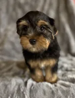 Bear, a male Yorkshire Terrier for sale in Fletcher, OK – 3 of 3