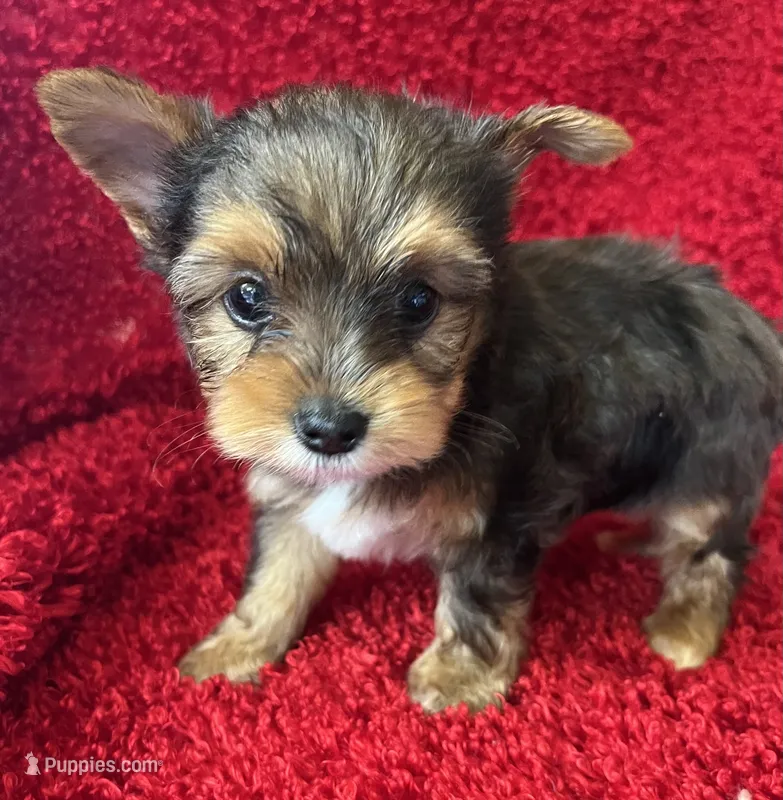 Merlin – Yorkshire Terrier puppy for sale in Fletcher, OK