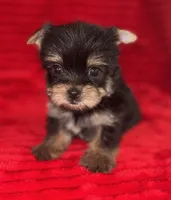 Toots, a female Yorkshire Terrier for sale in Fletcher, OK – 2 of 3