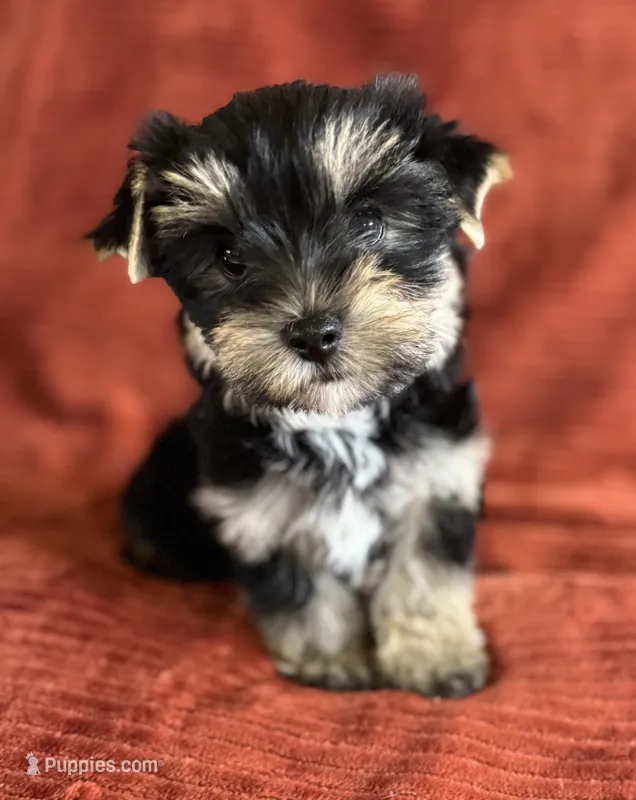 Ernie  – Yorkshire Terrier puppy for sale in Fletcher, OK