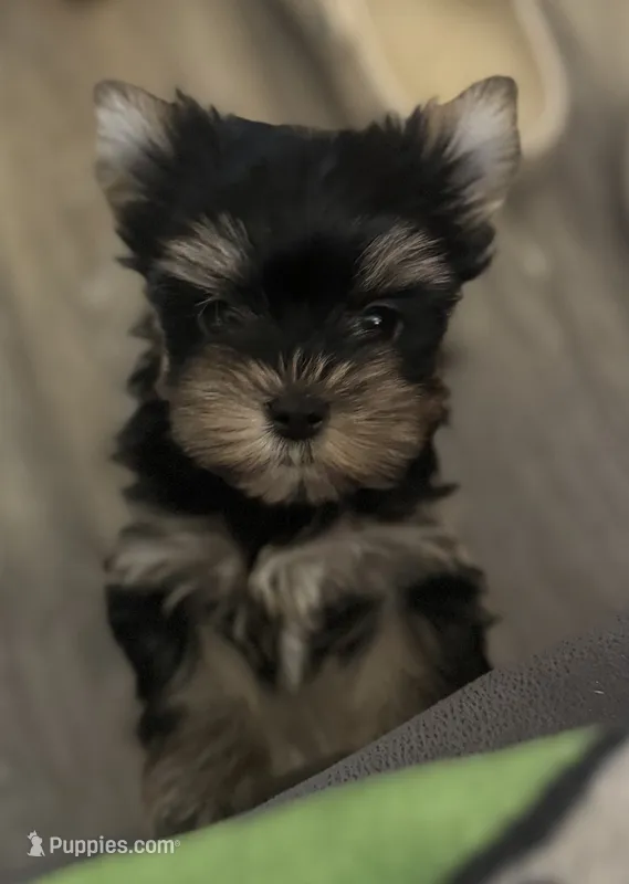Hannah – Yorkshire Terrier puppy for sale in Fletcher, OK