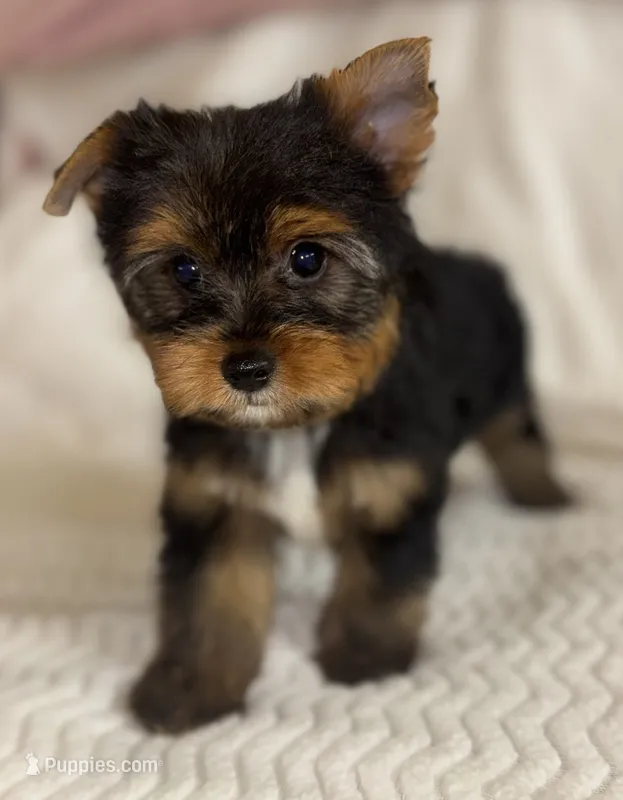 Biggie – Yorkshire Terrier puppy for sale in Fletcher, OK