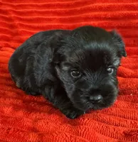 Storm, a male Yorkshire Terrier for sale in Fletcher, OK – 2 of 2