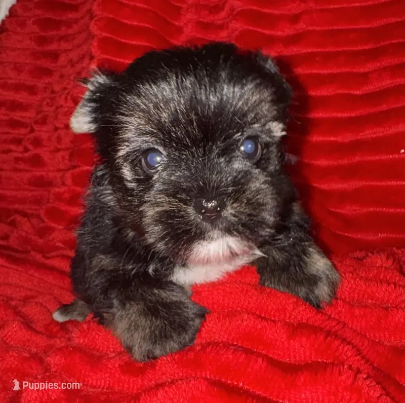 Laney – Yorkshire Terrier puppy for sale in Fletcher, OK