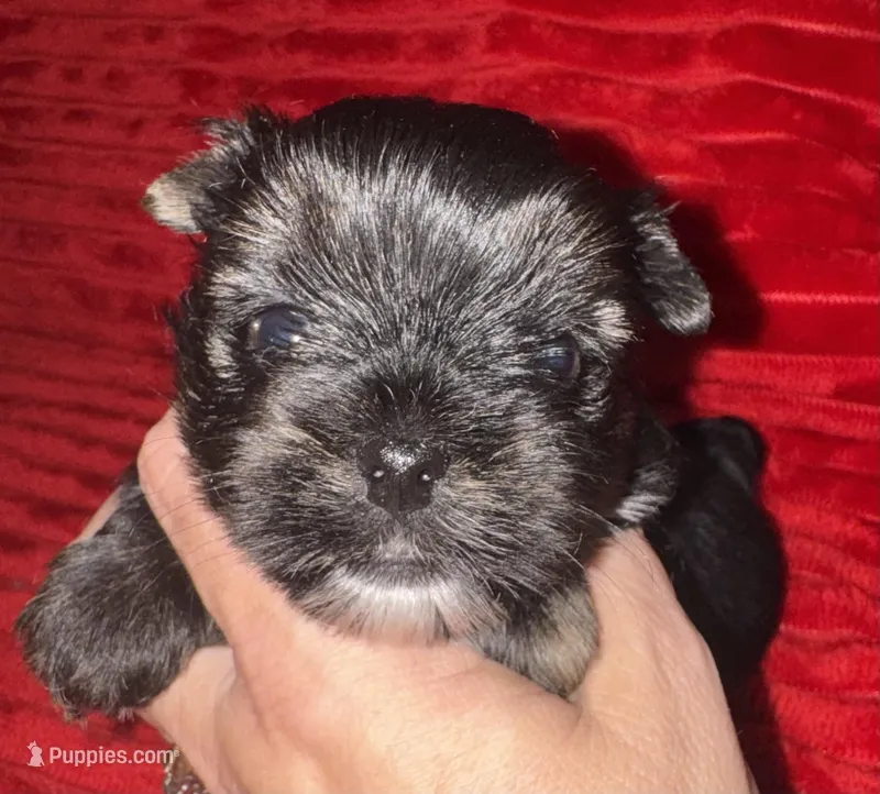 Laney – Yorkshire Terrier puppy for sale in Fletcher, OK