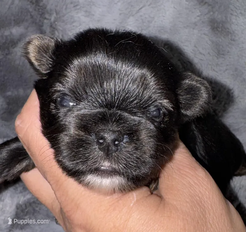 Laney – Yorkshire Terrier puppy for sale in Fletcher, OK
