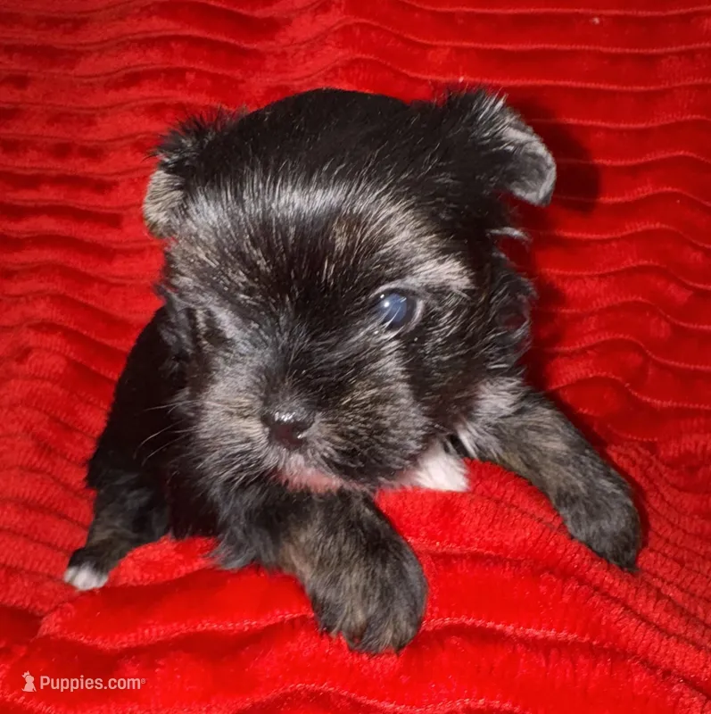 Laney – Yorkshire Terrier puppy for sale in Fletcher, OK