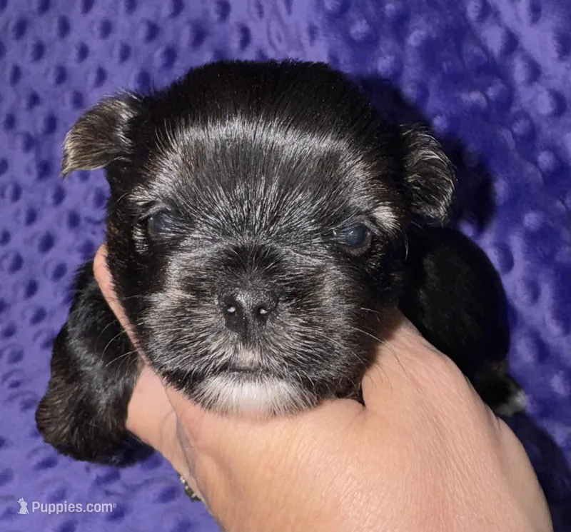 Laney – Yorkshire Terrier puppy for sale in Fletcher, OK