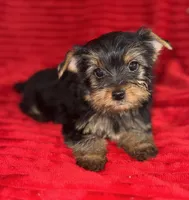 Dexter, a male Yorkshire Terrier for sale in Fletcher, OK – Photo 3 of 4