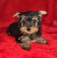 Dexter, a male Yorkshire Terrier for sale in Fletcher, OK – Photo 2 of 4