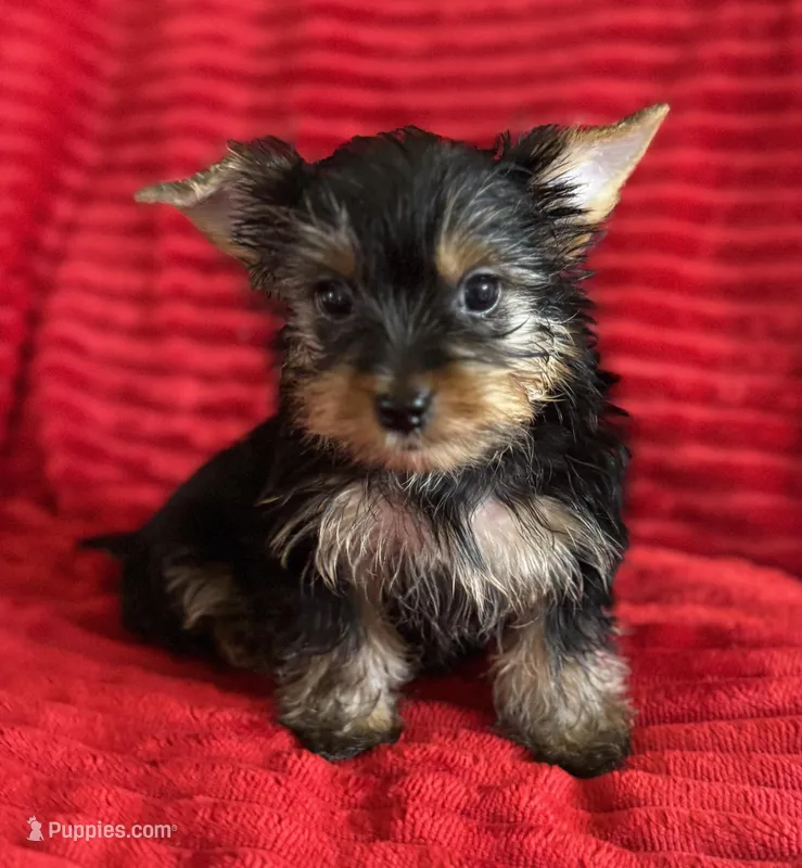 Dexter – Yorkshire Terrier puppy for sale in Fletcher, OK