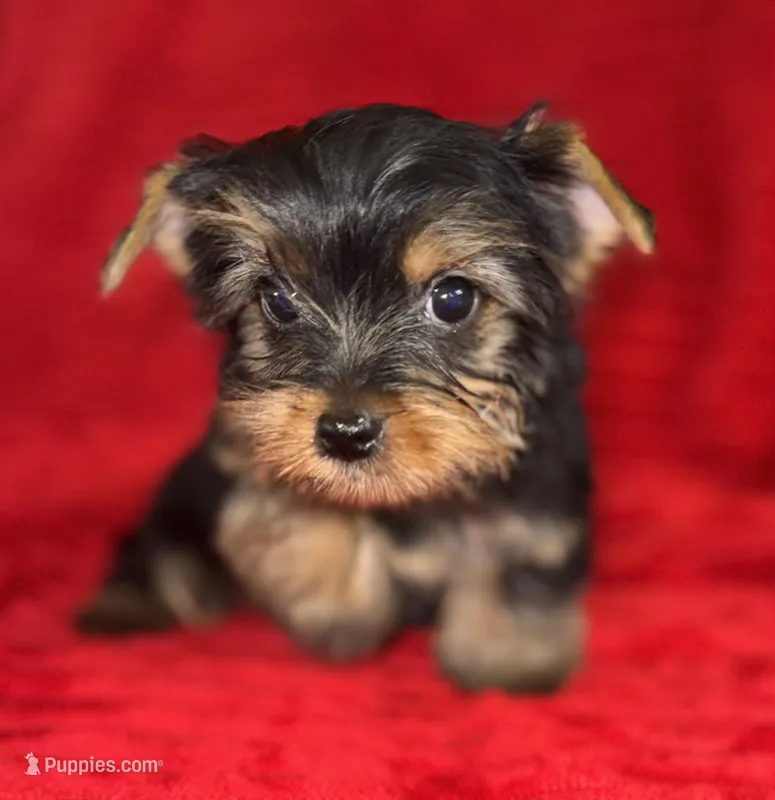 Dexter, a male Yorkshire Terrier for sale in Fletcher, OK – Photo 1 of 4