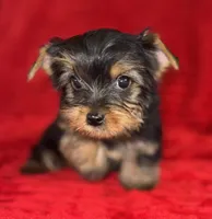 Dexter, a male Yorkshire Terrier for sale in Fletcher, OK – Photo 1 of 4