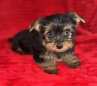 Dexter, a male Yorkshire Terrier for sale in Fletcher, OK – Photo 4 of 4