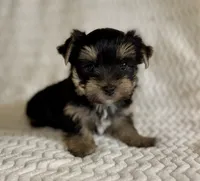 Ernie , a male Yorkshire Terrier for sale in Fletcher, OK – 2 of 2