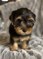 Bear, a male Yorkshire Terrier for sale in Fletcher, OK – 2 of 3