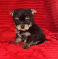 Toots, a female Yorkshire Terrier for sale in Fletcher, OK – 3 of 3