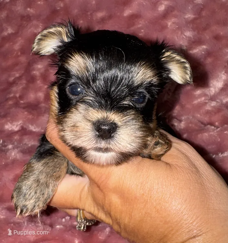 Hannah – Yorkshire Terrier puppy for sale in Fletcher, OK