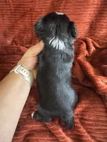 Hunter, a male Yorkshire Terrier for sale in Fletcher, OK – 2 of 2