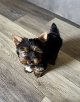 Augie, a male Yorkshire Terrier for sale in Fletcher, OK – 2 of 2