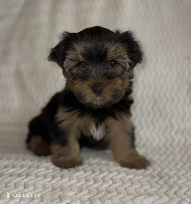Sam – Yorkshire Terrier puppy for sale in Fletcher, OK
