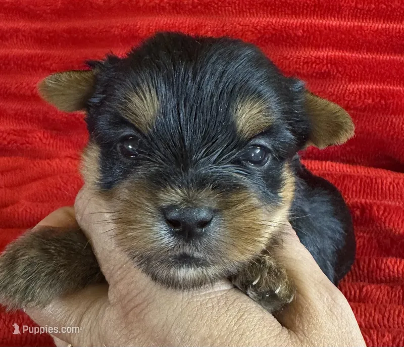 Callie – Yorkshire Terrier puppy for sale in Fletcher, OK