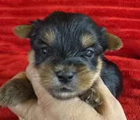 Callie, a female Yorkshire Terrier for sale in Fletcher, OK – 1 of 1