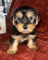 Sid, a male Yorkshire Terrier for sale in Fletcher, OK – 3 of 4