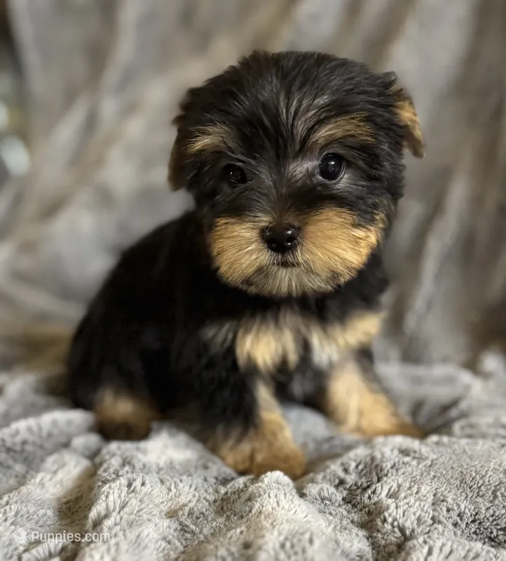 Booger  – Yorkshire Terrier puppy for sale in Fletcher, OK