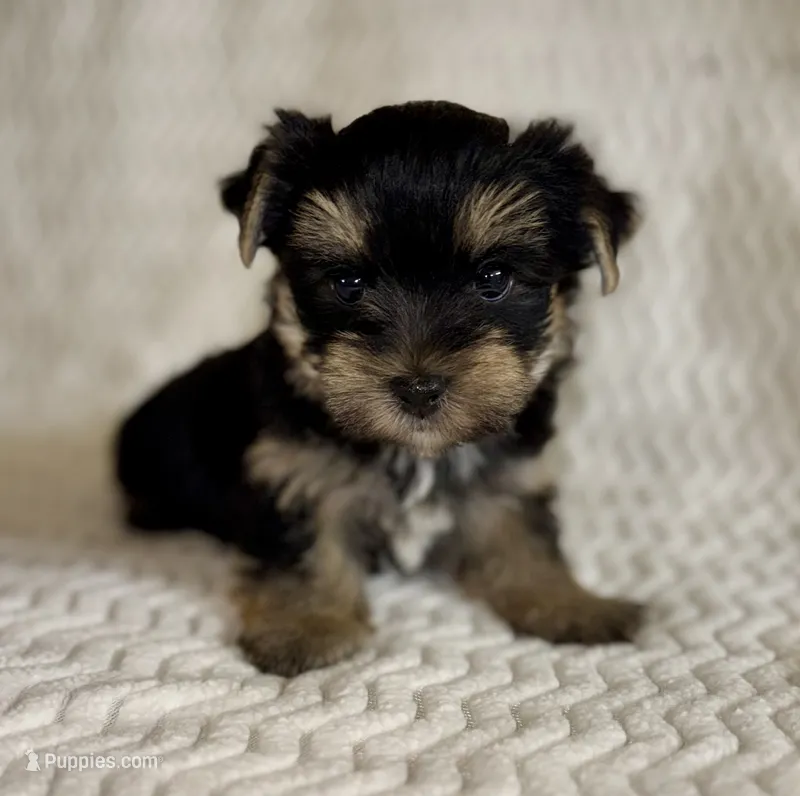 Ernie  – Yorkshire Terrier puppy for sale in Fletcher, OK