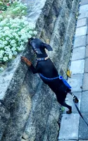 Paws, a male Miniature Pinscher for sale in Hamburg, PA – 3 of 8