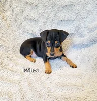 Prince , a male Miniature Pinscher for sale in Hamburg, PA – 2 of 4